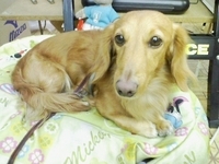 �ƥ˥��ץ�����åס��ߥå���